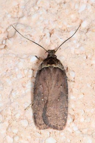 Agonopterix cnicella